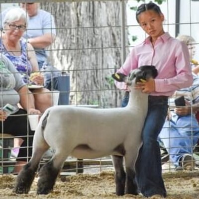 Sheep Show