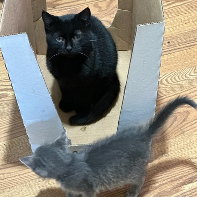 Nothing quite compares to a good box to sit in.