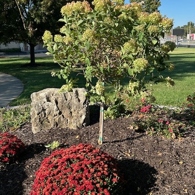 Welcome to our new Limelight Hydrangea Tree at Trail Head