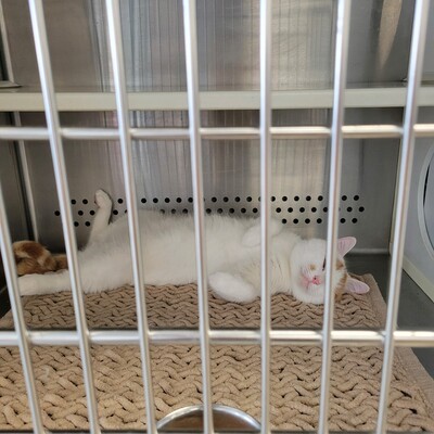 Georgie is at our partner, Pet Sense, waiting for his new home.