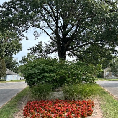 Walnut Island begonias and garden maintained by Pittsburg Beautiful