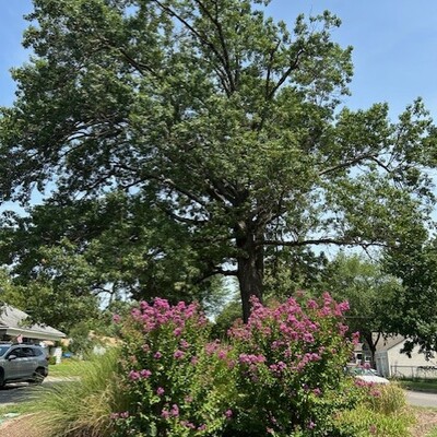 Walnut Island Crepe Mrytle Trees maintained by Pittsburg Beautiful