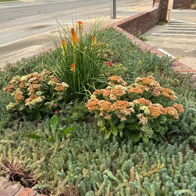 N. Pine Succulent Garden, maintained by David Su & Ken Wood, In Memory of Evelyn Williamson