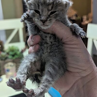 One of our many bottle babies.
