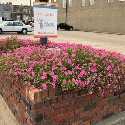 Bubblegum Petunia Hybrid planted by Karen Bowen