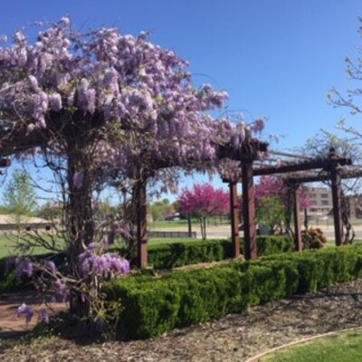 Spring wisteria blooming at Trail Head.