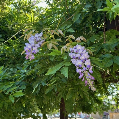 Spring wisteria blooming at Trail Head.
